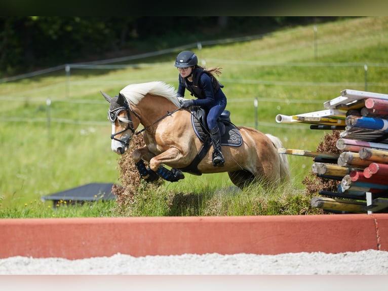 Haflinger Merrie 9 Jaar 148 cm Vos in St. Peter/au