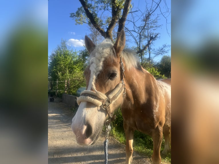 Haflinger Merrie 9 Jaar 148 cm Vos in Bad Waldsee