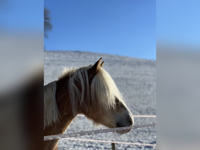 Haflinger Merrie 9 Jaar 148 cm Vos in Bad Waldsee