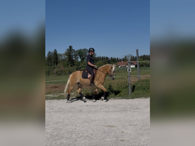 Haflinger Merrie 9 Jaar 150 cm  in Pettenbach