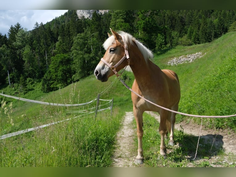 Haflinger Merrie 9 Jaar 150 cm in Villach-Innere Stadt