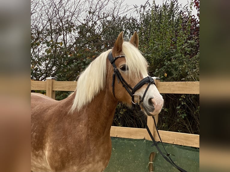 Haflinger Merrie 9 Jaar 150 cm Vos in Iggingen