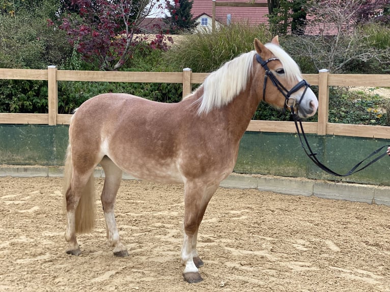 Haflinger Merrie 9 Jaar 150 cm Vos in Iggingen