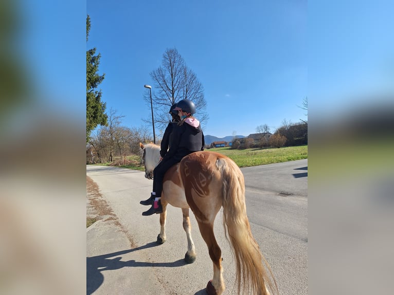 Haflinger Merrie 9 Jaar 153 cm  in ljubljana