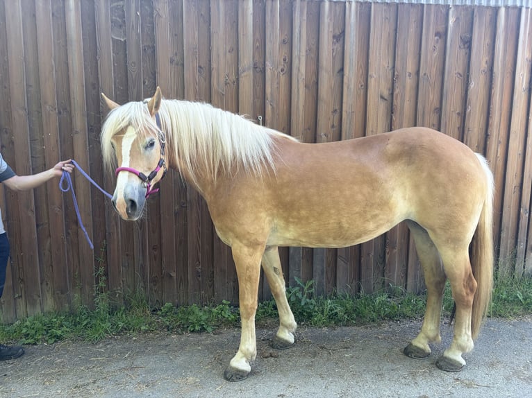 Haflinger Merrie 9 Jaar 153 cm Palomino in Langsur