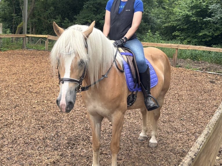 Haflinger Merrie 9 Jaar 153 cm Palomino in Langsur