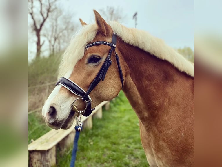 Haflinger Merrie 9 Jaar 153 cm Vos in Grünow