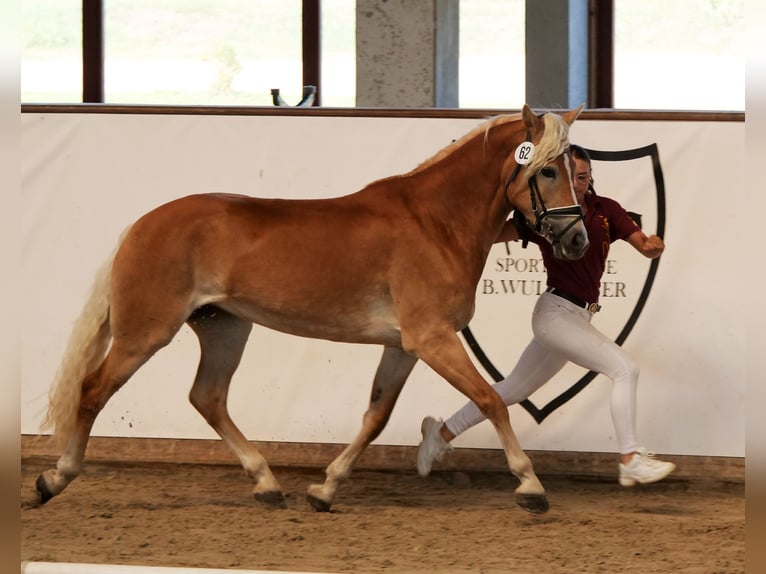 Haflinger Merrie 9 Jaar 154 cm Vos in Trebbin
