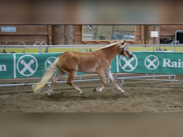 Haflinger Merrie 9 Jaar 154 cm Vos in Trebbin