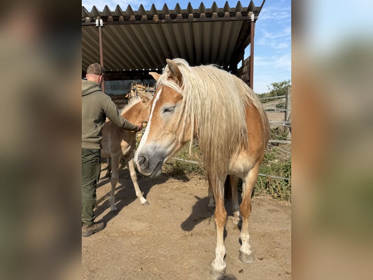 Haflinger Merrie 9 Jaar 154 cm Vos in Trebbin