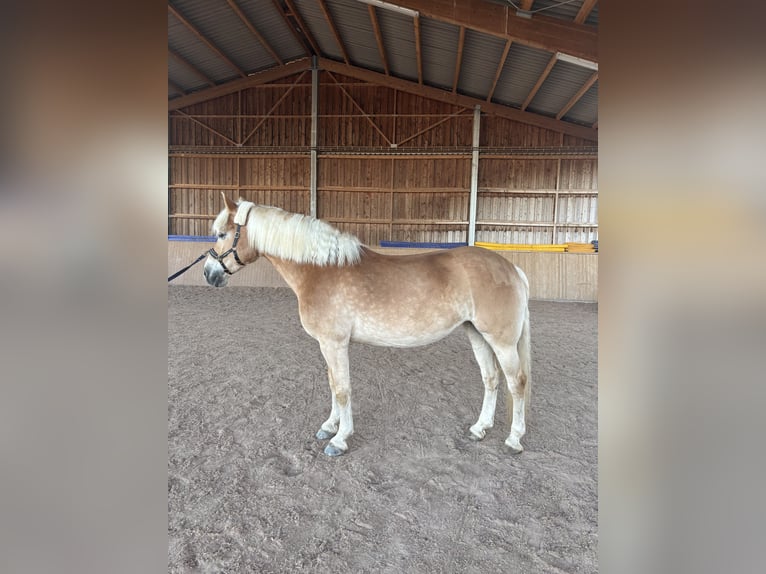 Haflinger Merrie 9 Jaar 154 cm Vos in Rheinstetten