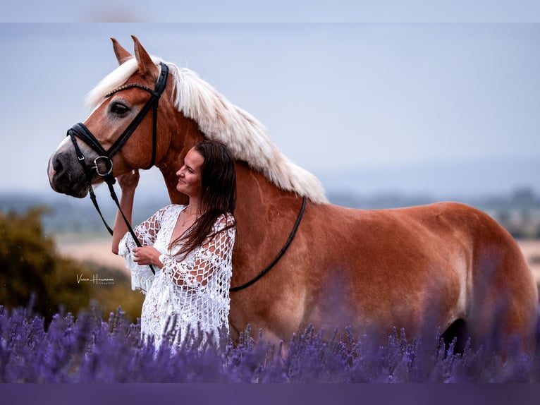 Haflinger Merrie 9 Jaar 154 cm Vos in Rheinstetten