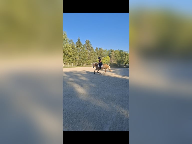 Haflinger Merrie 9 Jaar 155 cm Vos in Salzburg