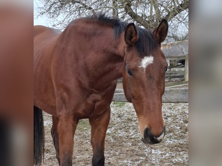 Haflinger Merrie 9 Jaar 165 cm in Haag Dorf