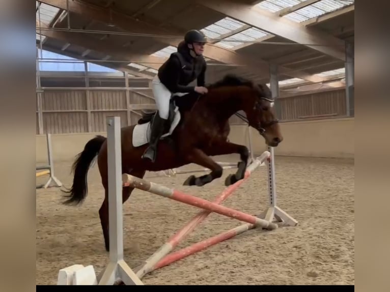 Haflinger Merrie 9 Jaar 165 cm in Haag Dorf