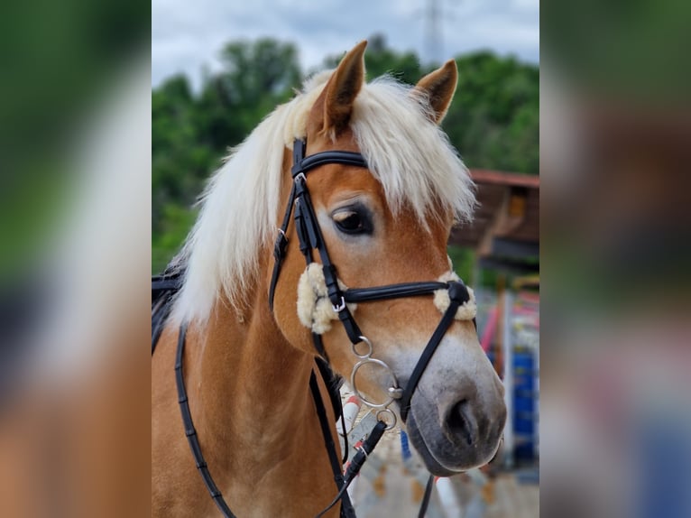 Haflinger Merrie 9 Jaar Vos in Urnäsch