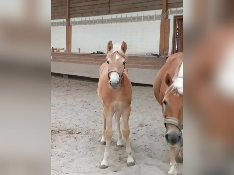 Haflinger Merrie veulen (05/2024) 127 cm Vos in Kupferzell