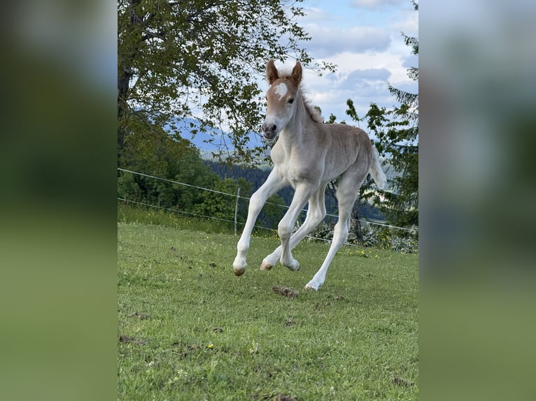 Haflinger Merrie Veulen (05/2025) 148 cm Vos in Maria Lankowitz
