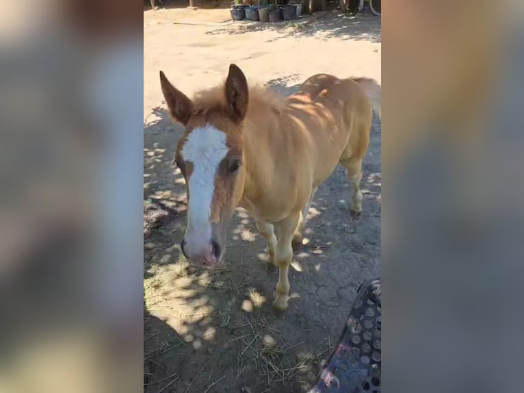 Haflinger Mix Merrie  148 cm Vos in Rechnitz