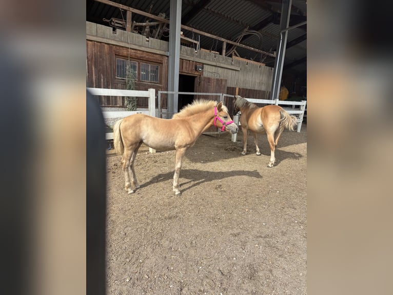 Haflinger Merrie Veulen (05/2026) 150 cm Vos in Eggenfelden