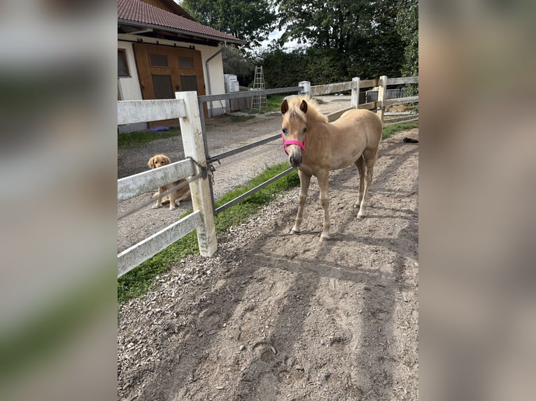 Haflinger Merrie Veulen (05/2026) 150 cm Vos in Eggenfelden
