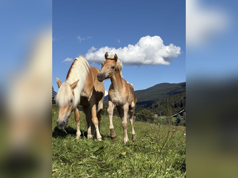 Haflinger Merrie Veulen (05/2025) 150 cm Vos in Tamsweg