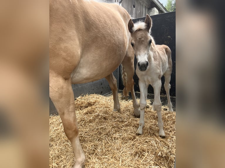 Haflinger Merrie Veulen (05/2025) 150 cm Vos in Tamsweg