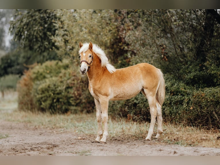 Haflinger Merrie veulen (03/2024) 152 cm in Trebbin