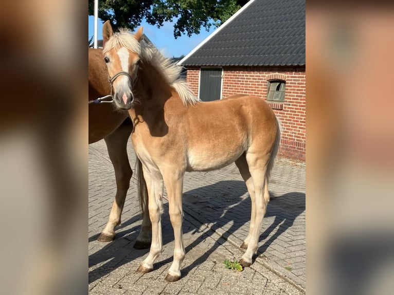Haflinger Merrie Veulen (03/2025) 153 cm Vos in Emmen
