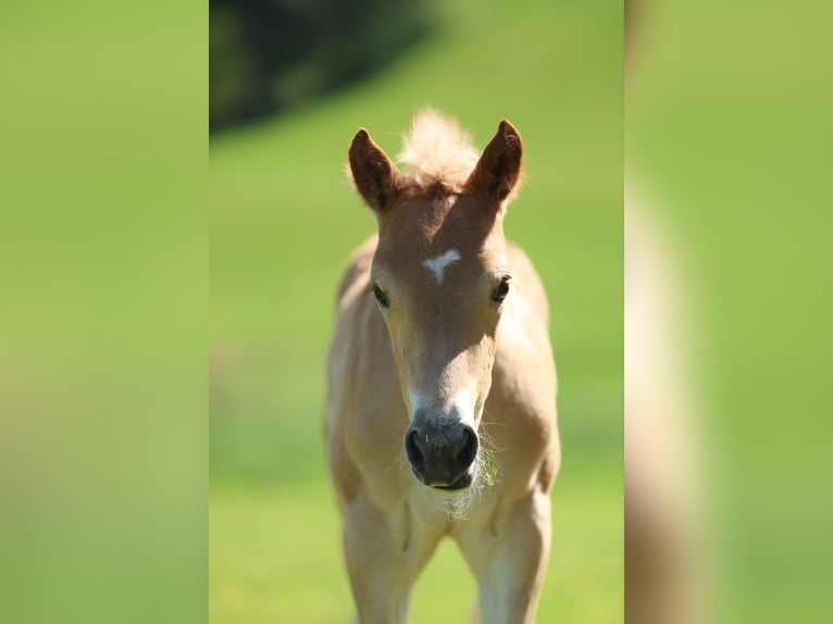Haflinger Merrie Veulen (04/2026) 155 cm Vos in Erlbach