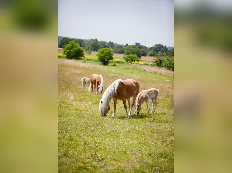 Haflinger Merrie  155 cm Vos in Karlsbad