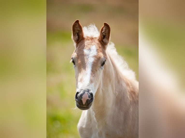 Haflinger Merrie  155 cm Vos in Karlsbad
