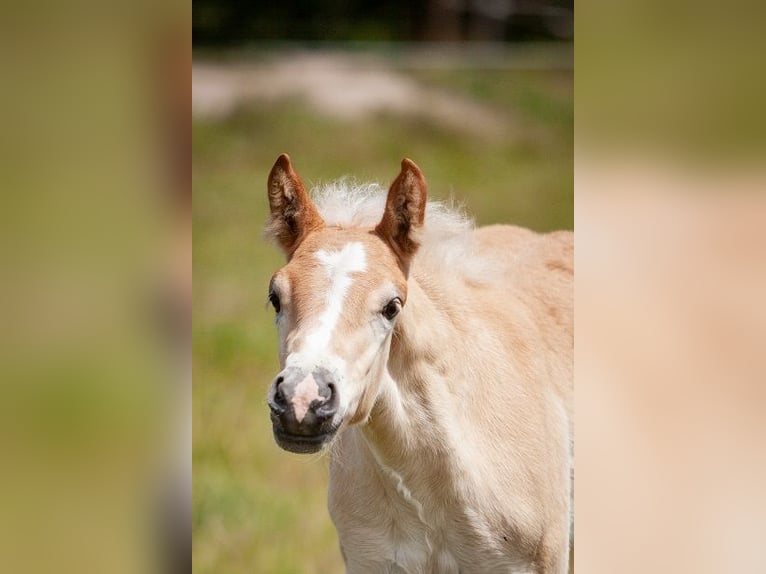 Haflinger Merrie  155 cm Vos in Karlsbad