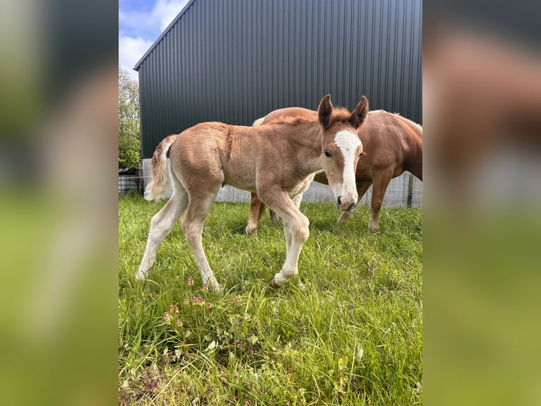 Haflinger Mix Merrie veulen (04/2024) Palomino in Velserbroek