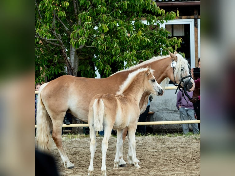 Haflinger Merrie Veulen (04/2026)  in Bernstadt auf dem Eigen