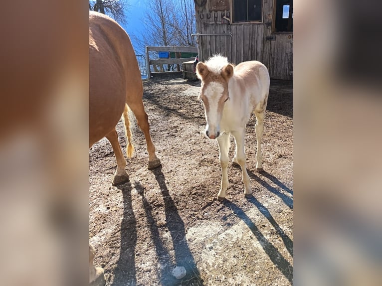 Haflinger Merrie Veulen (05/2026)  in Ramsau im Zillertal