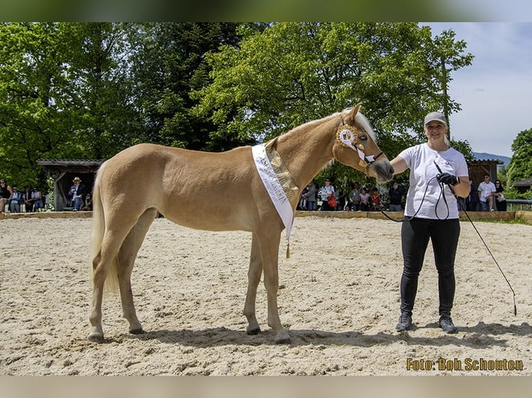 Haflinger Merrie Veulen (03/2026) Vos in Raggal