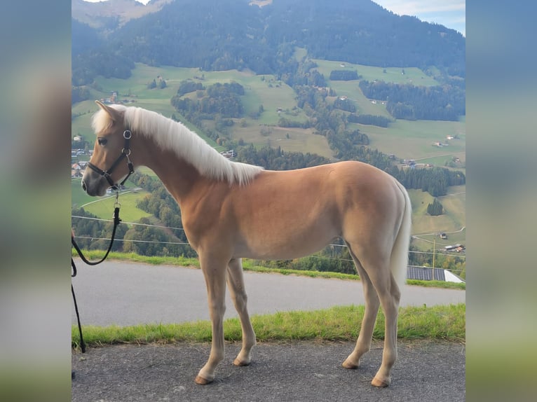 Haflinger Merrie Veulen (03/2026) Vos in Raggal
