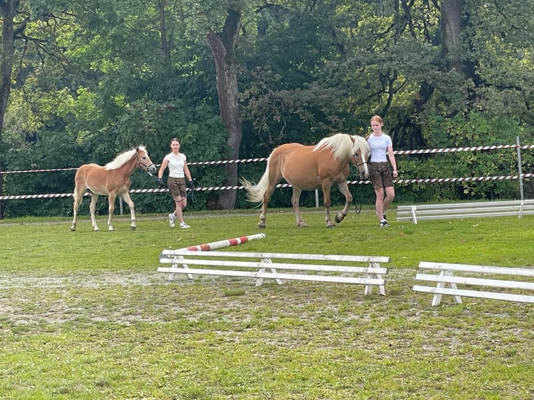 Haflinger Merrie Veulen (03/2025) Vos in Metnitz
