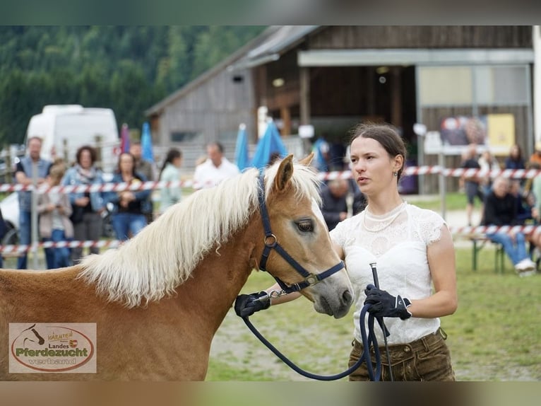 Haflinger Merrie Veulen (03/2025) Vos in Metnitz