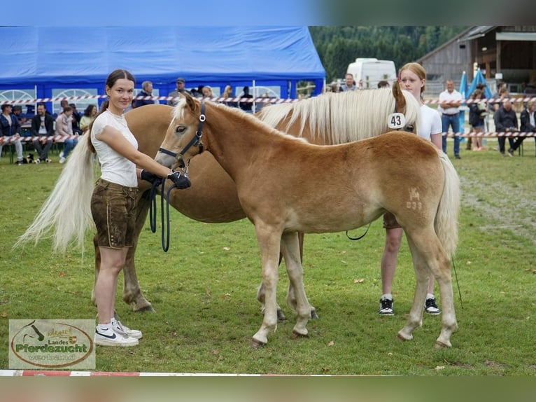 Haflinger Merrie Veulen (03/2025) Vos in Metnitz