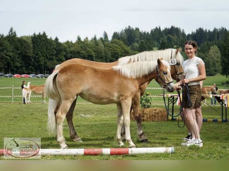 Haflinger Merrie Veulen (03/2025) Vos in Metnitz