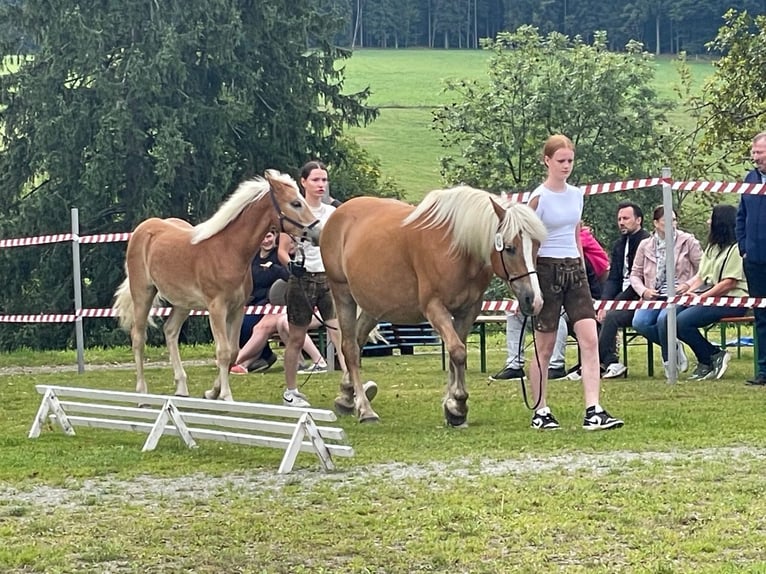 Haflinger Merrie Veulen (03/2025) Vos in Metnitz