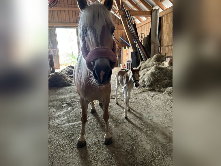 Haflinger Merrie  Vos in Großraming