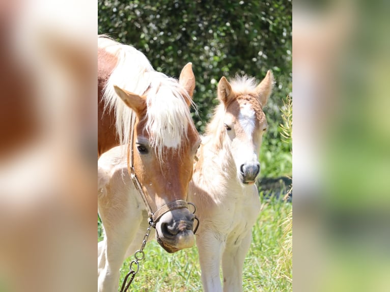 Haflinger Merrie Veulen (04/2026) Vos in Nova Siri