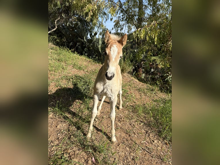 Haflinger Merrie Veulen (04/2026) Vos in Nova Siri