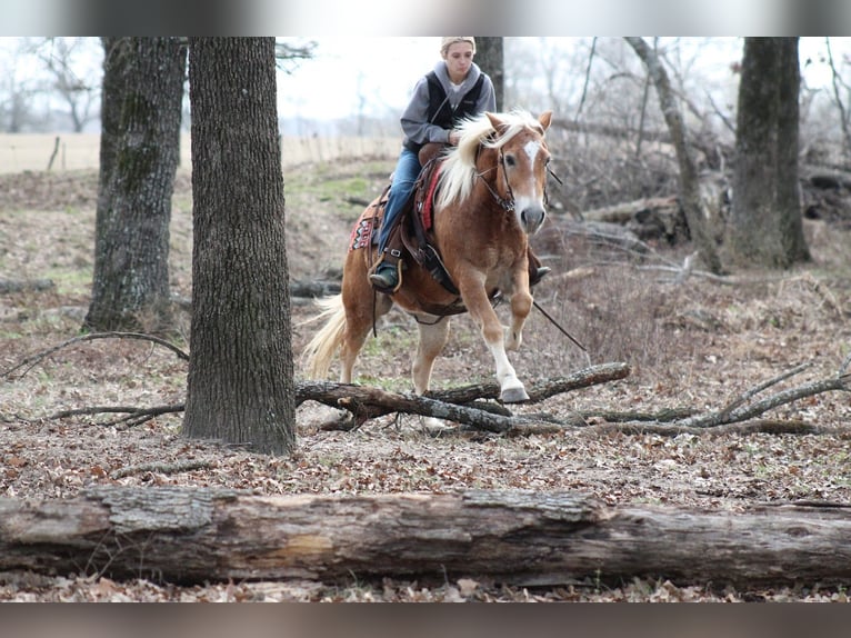 Haflinger Ruin 10 Jaar 137 cm Roodvos in Plano