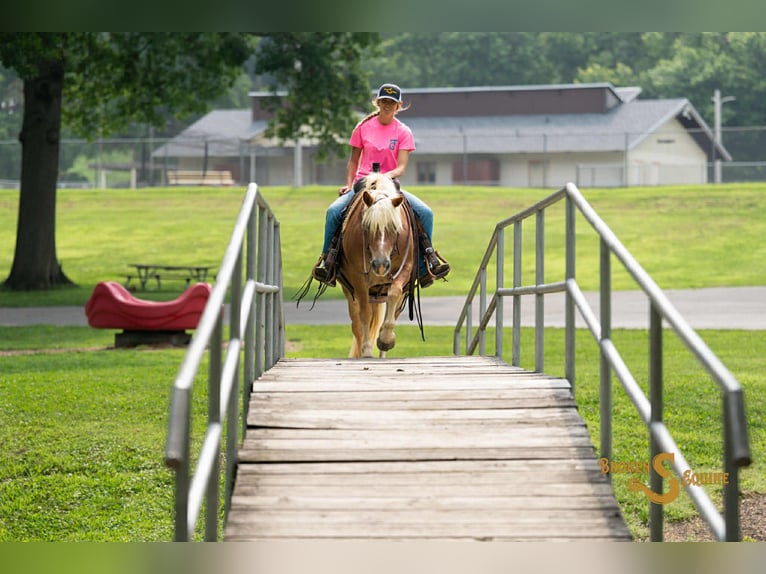 Haflinger Ruin 10 Jaar 137 cm Roodvos in Sweet Springs MO