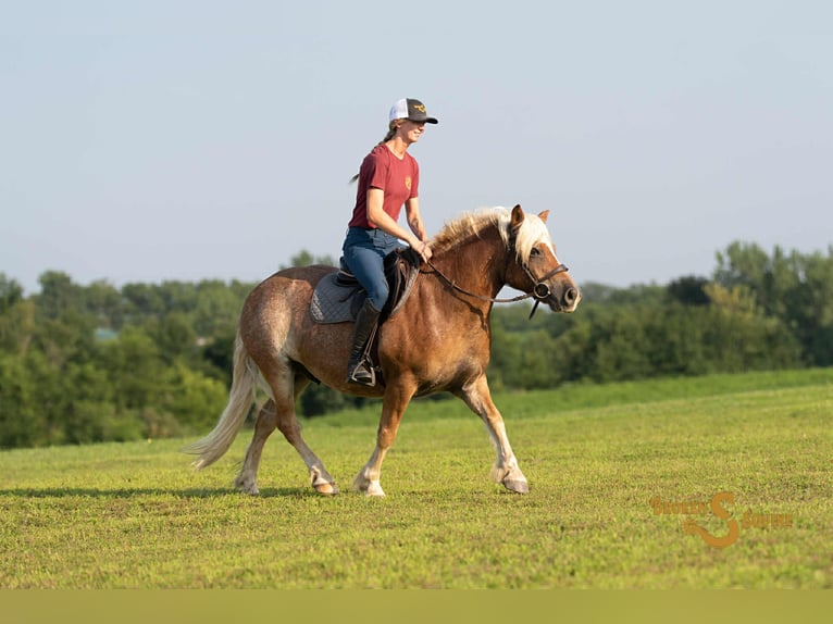 Haflinger Ruin 10 Jaar 137 cm Roodvos in Sweet Springs MO