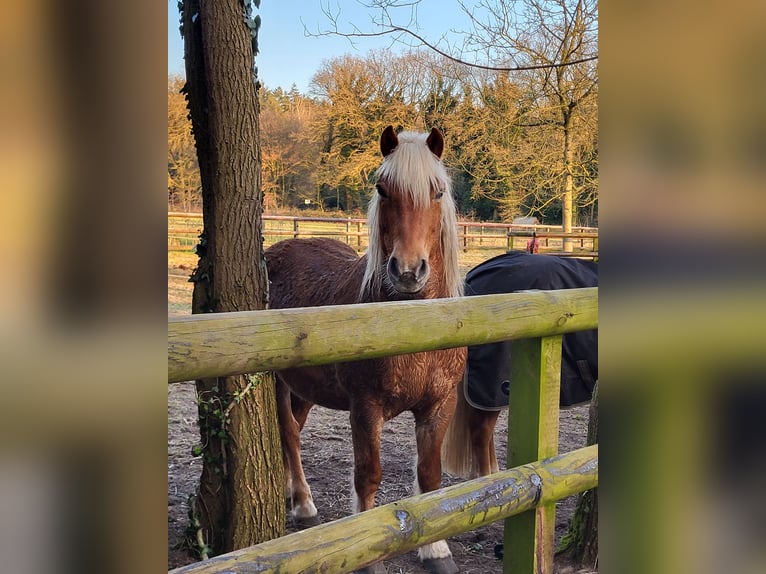 Haflinger Mix Ruin 10 Jaar 145 cm Donkere-vos in Lunteren